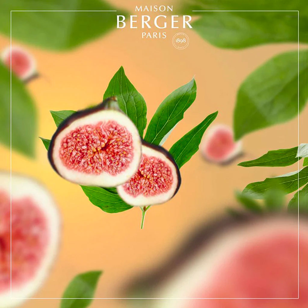 Under the Fig Tree - Duftpinde Refill - Maison Berger