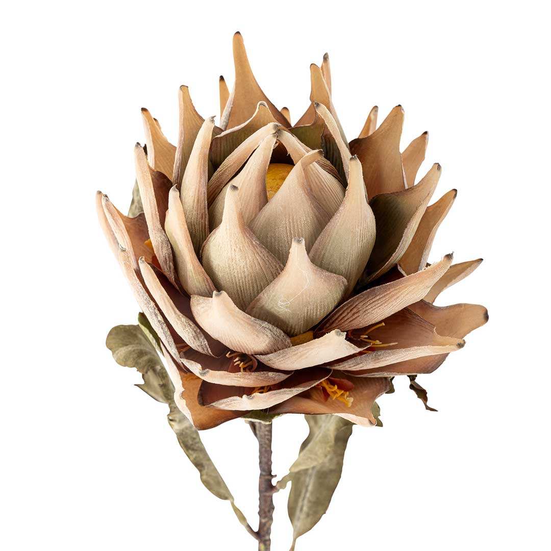 Protea Stilk, Natur, Kunstige Blomster - Bloomingville