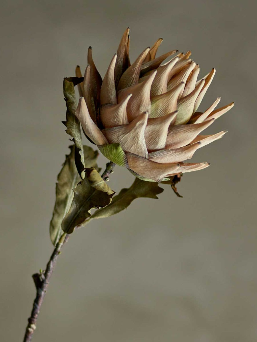 Protea Stilk, Natur, Kunstige Blomster - Bloomingville