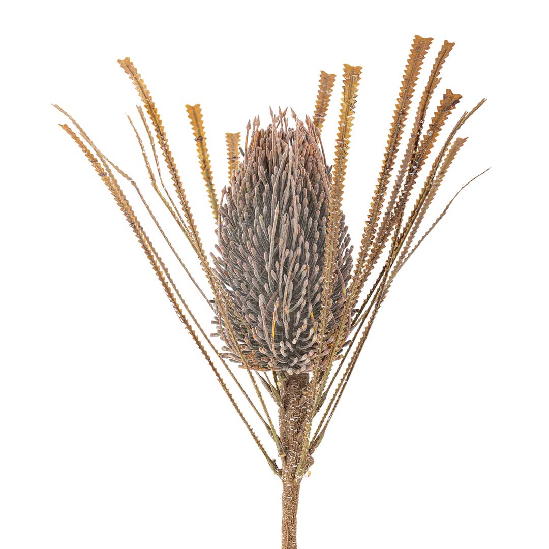Palmflower Stilk, Brun, Kunstige Blomster - Bloomingville